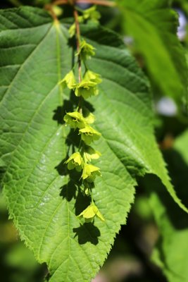 Acer pensylvanicum - javor pensylvánský - květenství 2